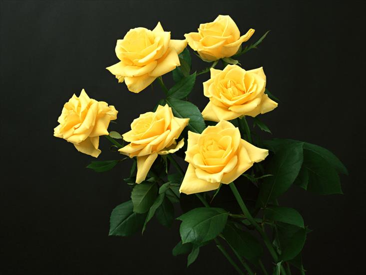 RÓŻE 3 - bukiet róże żółte.jpg
