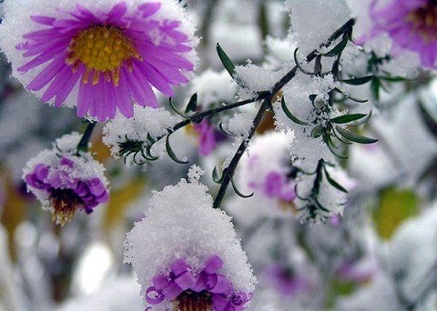  Kwiaty w Śniegu -  0962 .jpg