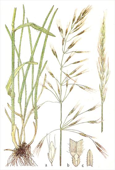 Trawy - Owsica omszona - Avenastrum pubescens.jpg