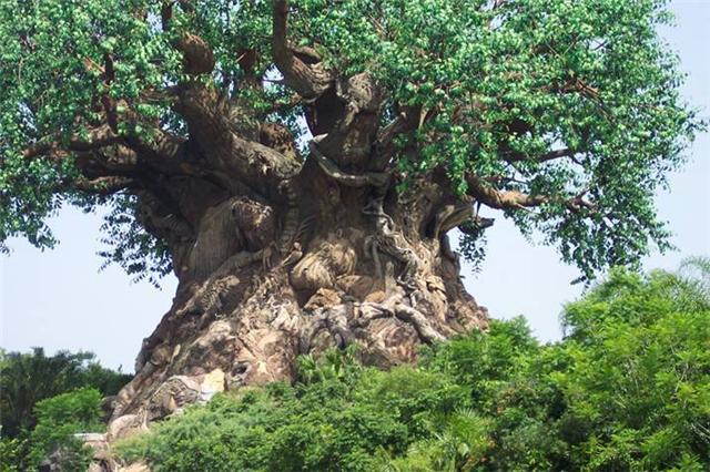 Drzewo Olbrzym - Wonder_Tree_Andra_Pradesh_India__5.jpg