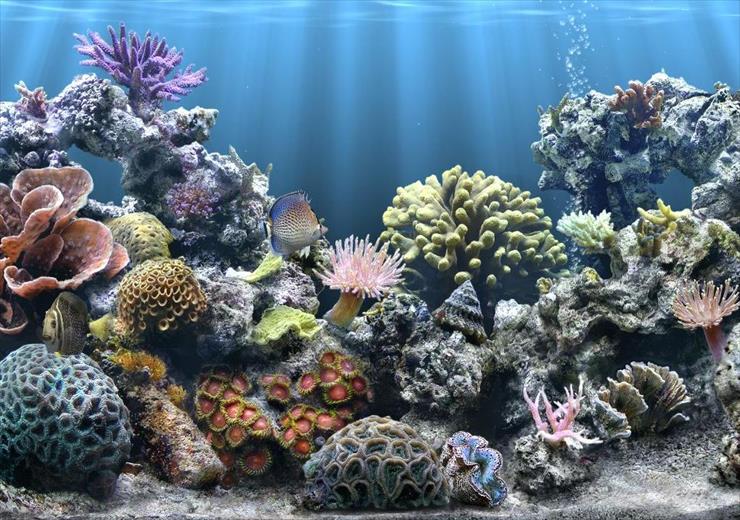 Podwodny świat - koralowce  9.JPG