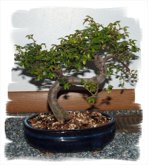 BONSAI - bonsai-a 24.jpg