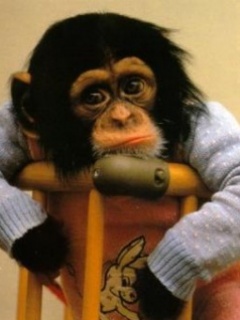 Zwierzęta - Baby_Monkey.jpg