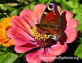 MOTYLE - Peacock_in_butterfly_garden_s.jpg