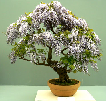 Przepiękne bonsai - 6.jpg