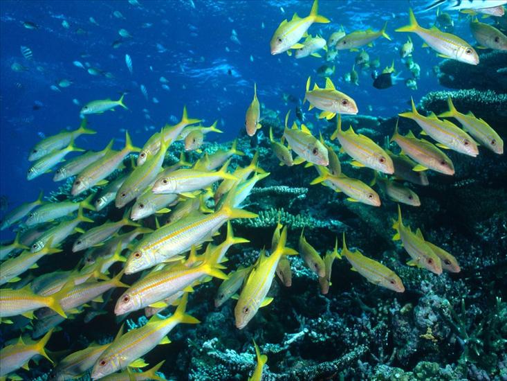 Tapety -Morskie Życie- - Yellow Goatfish, Great Barrier Reef, Australia.jpg