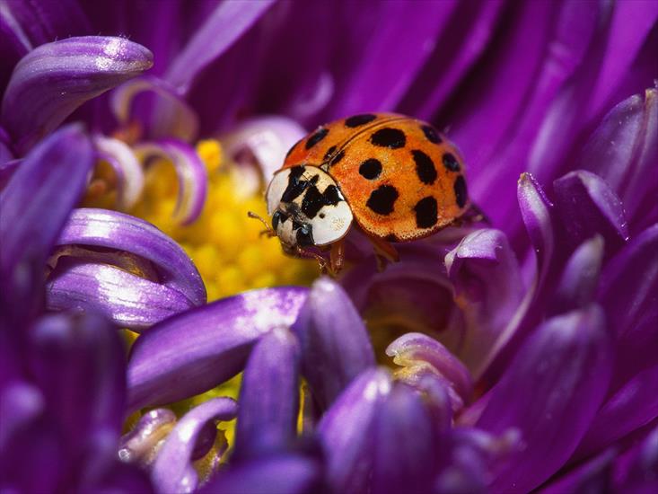 5 - Little Ladybug.jpg