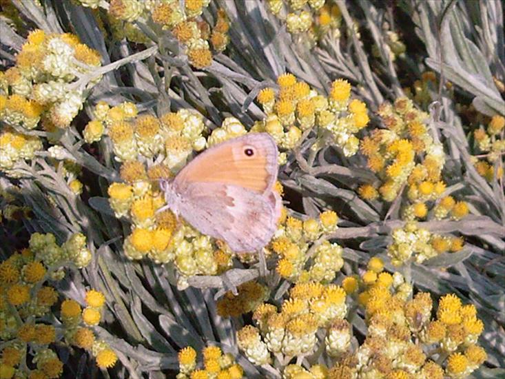 Motyle na kwiatach - Zdjęcia-0035.jpg
