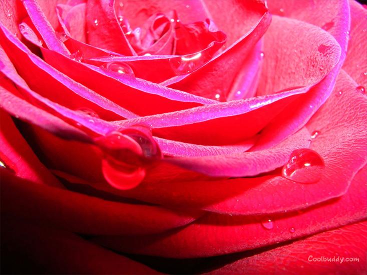 róże - love_flower-1024-10.jpg