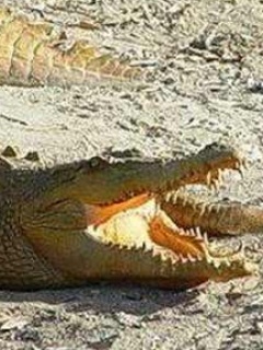 Zwierzęta - Crocodile.jpg