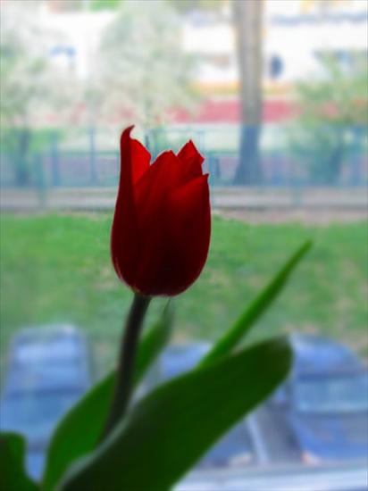 Galeria - Czerwony Tulipan.jpg