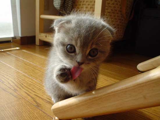 KoTki - cute-kitten.jpg