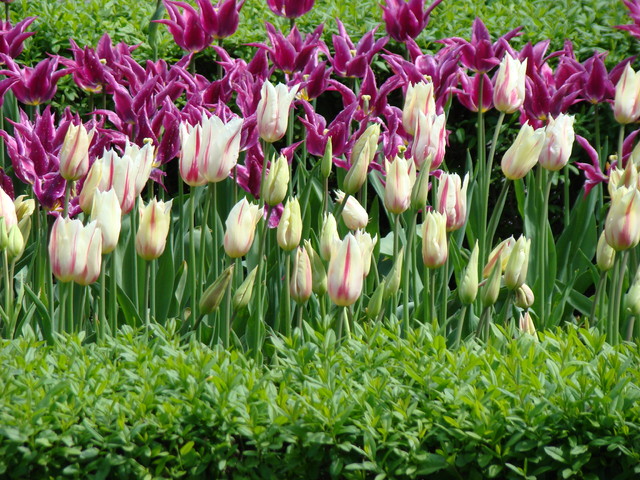  TULIPANY  - wiosenne-tulipany.jpg
