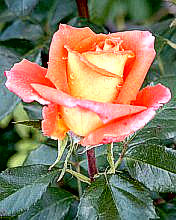 Obrazki 176x220 - róża ró2.JPG
