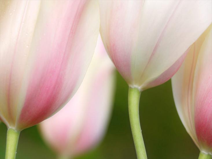 Kwiaty - tulipespale063.jpg