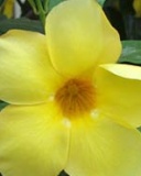 Tapetki - Yellow_Flower 2.jpg