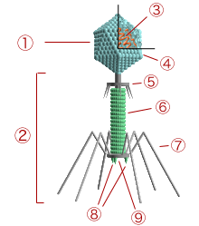 mikrobiologia - Bacteriophage_structure.png