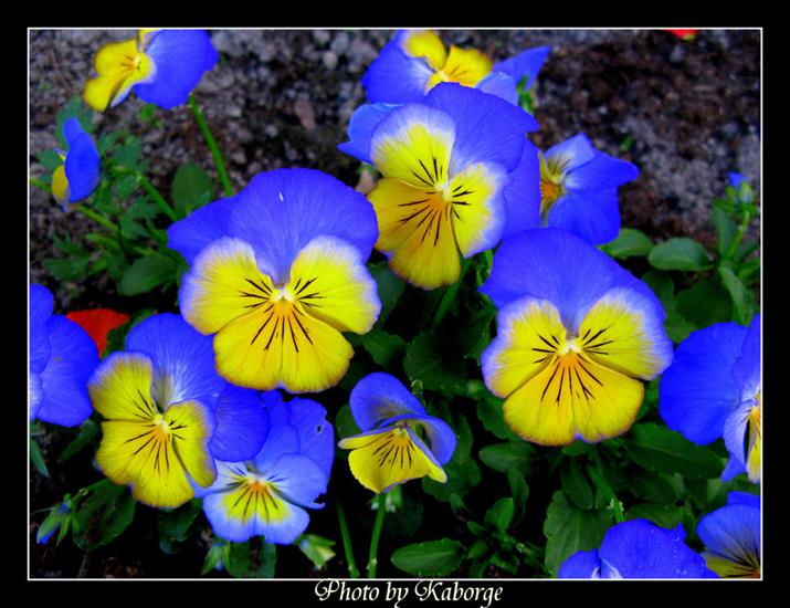 Różne - The_blue_Flowers_by_kaborge.jpg
