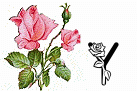 róże rozkwitające - Y.gif