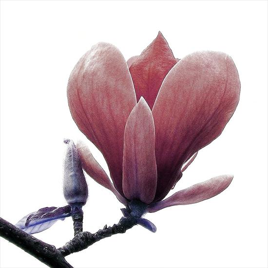 magnolie - Magnolire7a.jpg