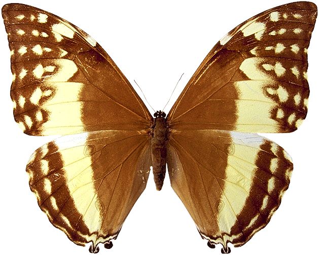 Motyle - motylek174.jpg