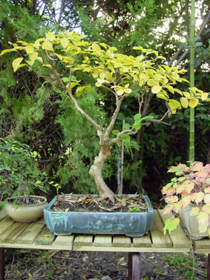 bonsaii drzewka - 5.jpg