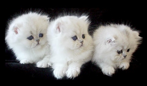 Kotki - trzy kociątka.jpg