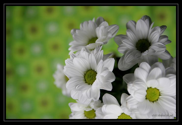 Kwiaty - Fotografie_zielonych_kwiatow_601.jpg