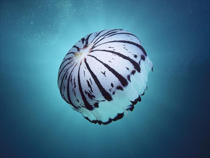 WODA - Purple-Striped Jellyfish, Southern California.jpg