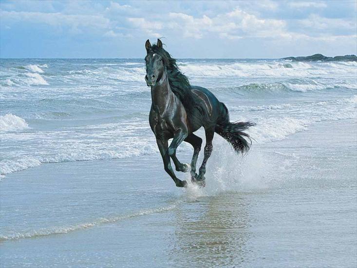 Konie - horse-beach1.jpg