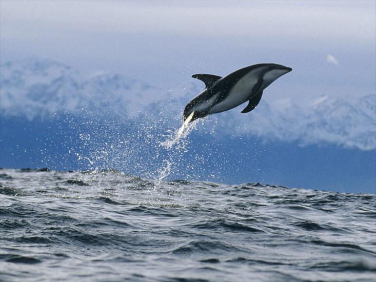 delfiny - dauphin0.jpg