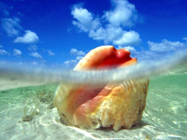 Tapety -Morskie Życie- - Sunken Treasure, Conch Shell, Bahamas.jpg
