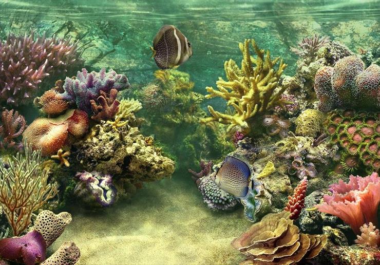 podwodny świat - koralowce  7.JPG