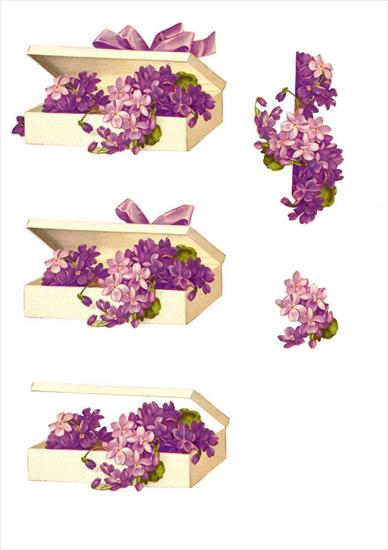 kwiaty - violetbox.jpg