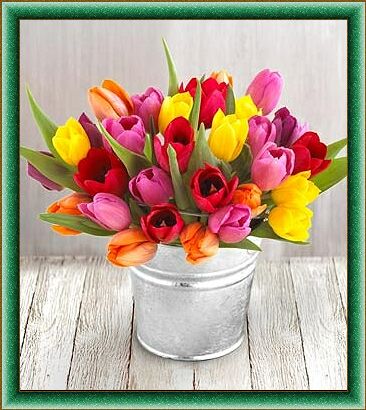 tulipany - t5555.jpg