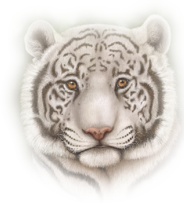 Tygrysy - zwierzeta1 11.png
