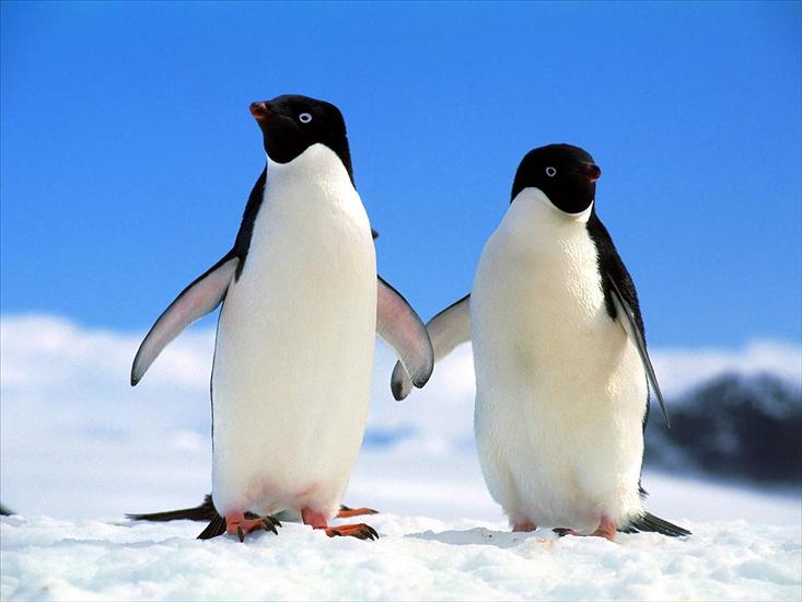 Zwierzęta,ptaki itp  Tapety - pingwiny 1.jpg