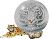 Koty dzikie - tigre02.gif