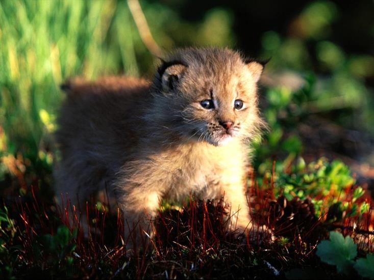 Zwierzęta - canada_lynx_kitten.jpg