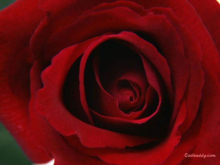 róże - love_flower-1024-03.jpg