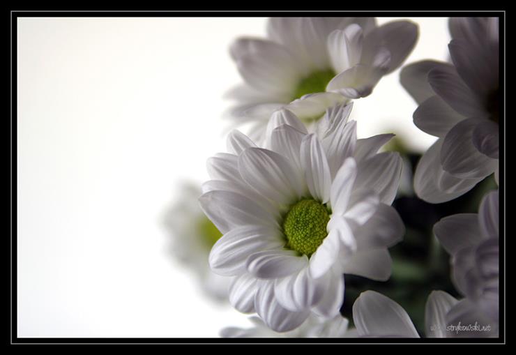 Kwiaty - Biale_609.jpg