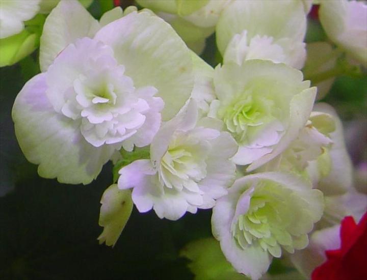 Tapety kwiaty - begonia-bulwiasta-begonia-x-tuberhybrida-syn-b-tuberosa_4471.jpg