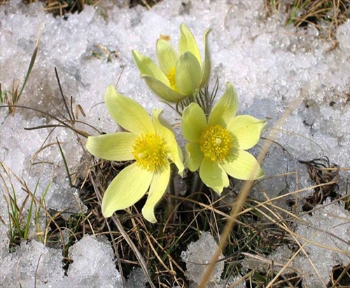  Kwiaty w Śniegu -  0959 .jpg