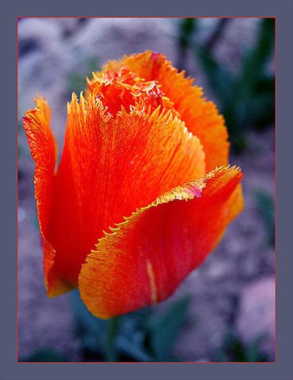 Tulipany - 285265.jpg