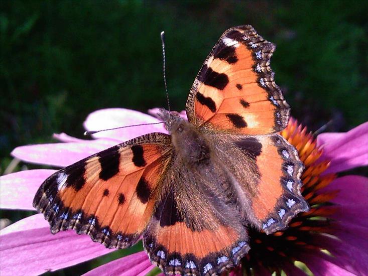 Motyle na kwiatach - M 40.jpg
