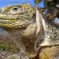 TAPETY ZWIERZETA - Galapagos Land Iguana Galapagos Islands Ecuador.jpg.jpg