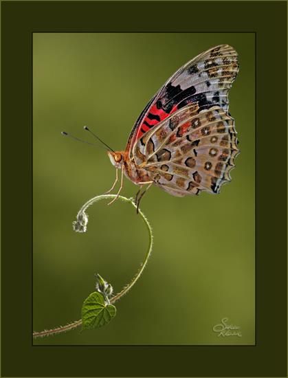 Motyle w ramkach - 6676941-lg.jpg