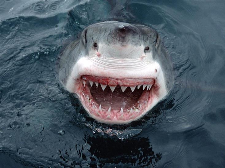 głębia oceanu - Yipes Great White Shark, South Australia.jpg