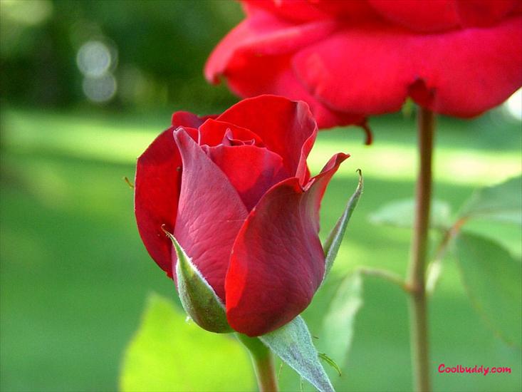 róże - love_flower-1024-38.jpg