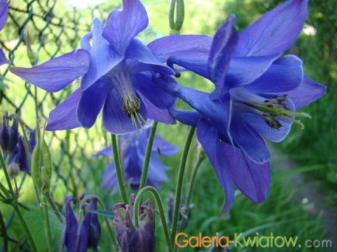 Kwiaty lata - orlik niebieski.jpg